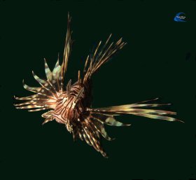 Lionfish