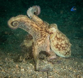 Octo Visit