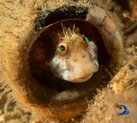 Blenny in a Bottle