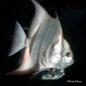 Spadefish Faces