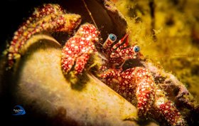 Speckled Blue Eyed Hermit