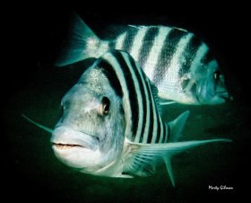 Sheepshead