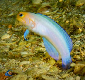 Yellowhead Jawfish