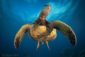Green Turtle, Maui, HI