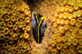 Sharknose Goby, Bonaire