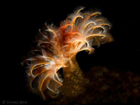 Feather Duster Worm, La Jolla Shores, CA