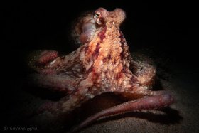 Pacific red octopus, La Jolla Shores, CA