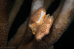 Flamingo Tongue Snail, Bonaire