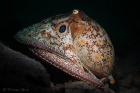 Two Spot Octopus, La Jolla Shores, CA