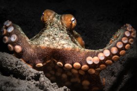 Two Spot Octopus, La Jolla Shores, CA