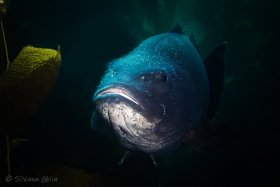 Giant Black Sea Bass, Catalina Island, CA