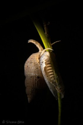 Snail with Eggs, La Jolla Shores, CA