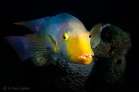 Spanish Hogfish, Bonaire