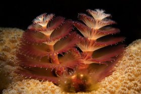 Christmas Tree Worm, Bonaire