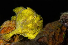 Frog Fish, Bonaire