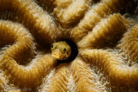 Spiny Head Blenny, Bonaire