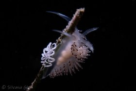 Nudibranch with Eggs, La Jolla Shores, CA
