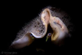 Conch Shell, Blue Heron Bridge, FL