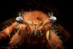 Hermit Crab, Blue Heron Bridge, FL