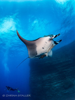 GIANT PACIFIC MANTA: Photographed at The Boiler, San Benedicto Island, Mexico