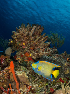 PEACEFUL ANGEL FISH: Photographed at Cozumel Island, Mexico