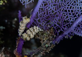 Roatan