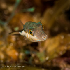 PUFFER FISH: Photographed in Fiji
