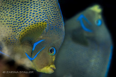 TWIN ANGELS: Two angel fish photographed in Cayman Islands