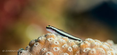 SHARKNOSE GOBIE: Photographed in Cayman Island