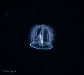 Cozumel
