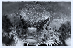 POLKA-DOT BATFISH: Photographed at BHB, Florida
