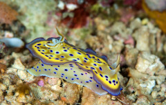 DORID NUDIBRANCH: Photographed in Fiji