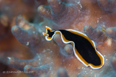 FLATWORM: Photographed in Fiji