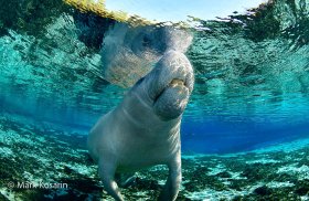 Manatee Headed Up for Air