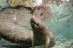 Manatee Reflections