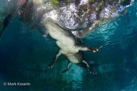 Floating Alligator