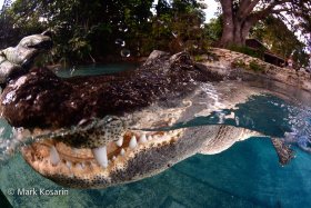 © Mark Kosarin, all rights reserved
