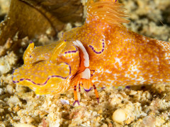 Nudibranch with Emperor Shrimp - Photographed in Anilao, Philippines