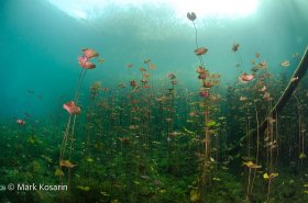 Underwater Garden