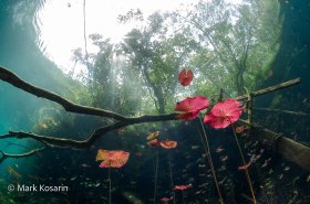 Petals of Red 2