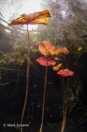 Underwater Poetry