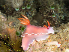 Nudibranchs - Photographed in Anilao, Philippines