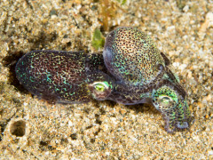 Mating Bobtail Squid - Photographed in Anilao, Philippines