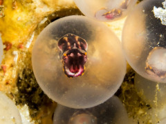 Flamboyant Cuttlefish Egg ready to hatch - Photographed in Anilao, Philippines