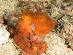 Octopus - Photographed in Anilao, Philippines