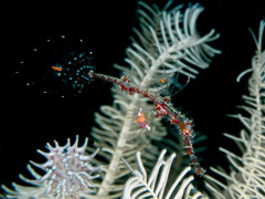 Ornate Ghost Pipefish - Photographed in Anilao, Philippines