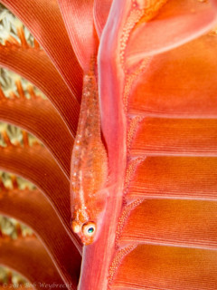 Fish on a Sea Pen - Photographed in Bali, Indonesia