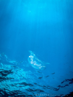 Moon Jellyfish and sun beams