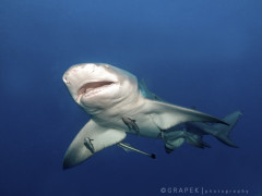 Lemon Shark