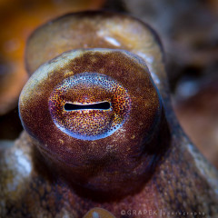 Octopus eye